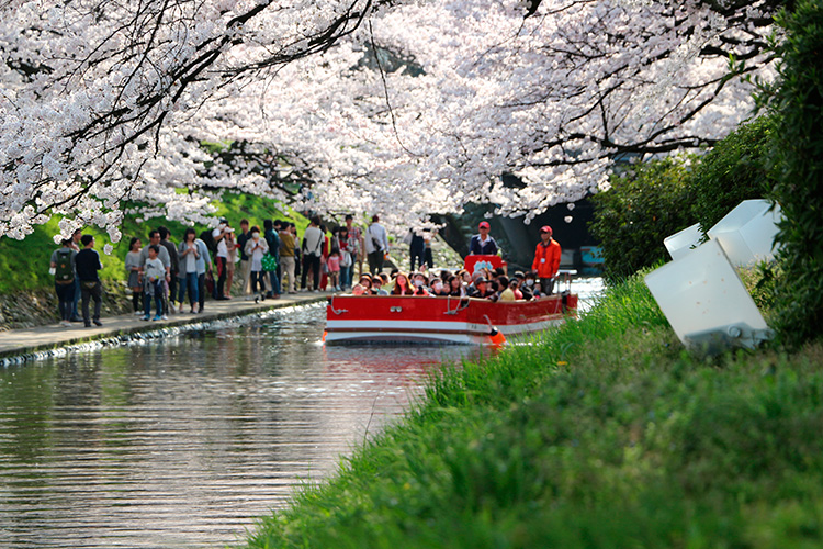 富山・松川べり、例年の桜の開花状況（2016年〜） | 松川遊覧船｜富山